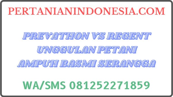 Prevathon VS Regent Unggulan Petani Ampuh Basmi Serangga